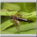 Tenthredo atra - Blattwespe 02a.jpg